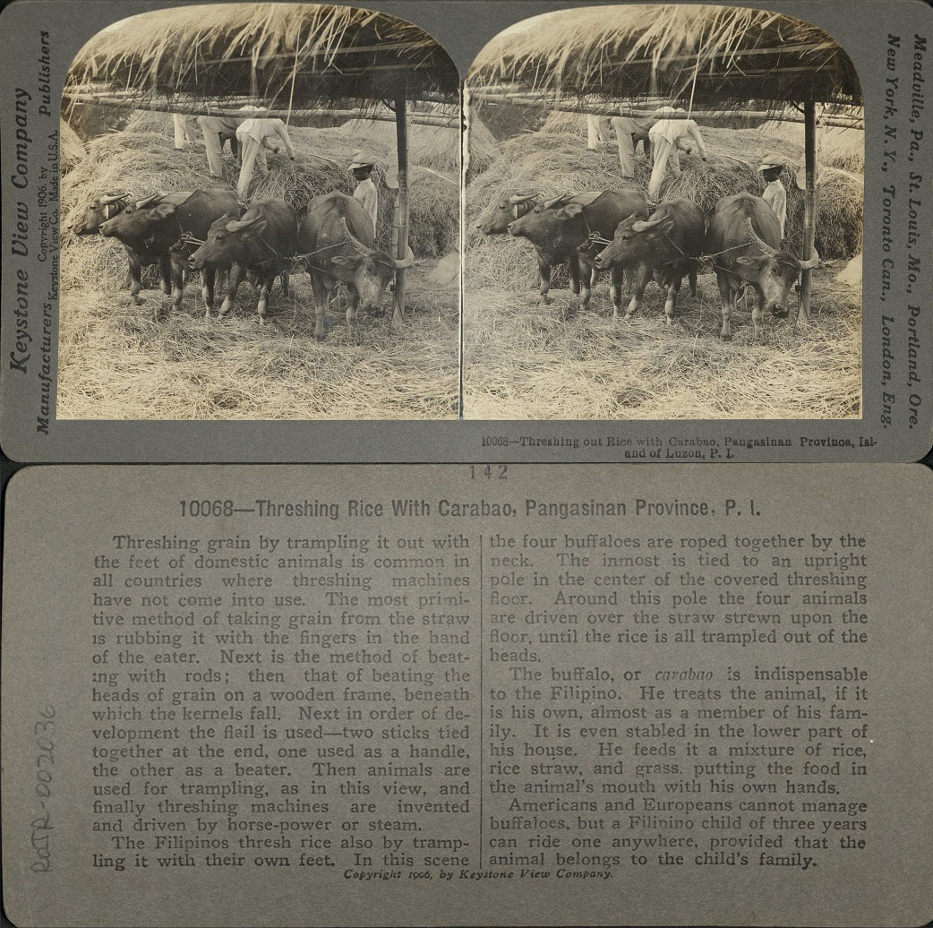 Threshing out Rice with Carabao, Pangasinan Province, Island of Luzon, P. I.